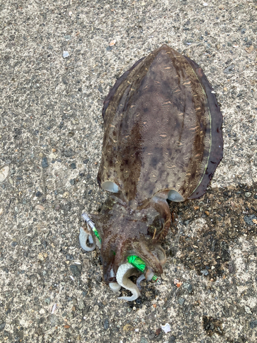 モンゴウイカの釣果