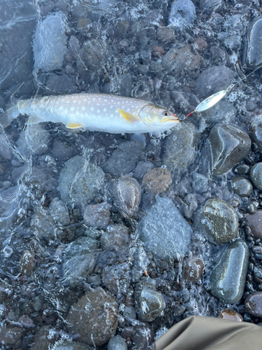 アメマスの釣果