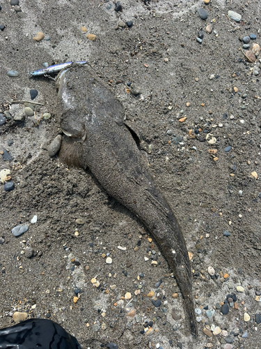 マゴチの釣果