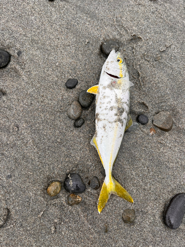 ワカシの釣果