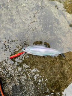 ヒメマスの釣果