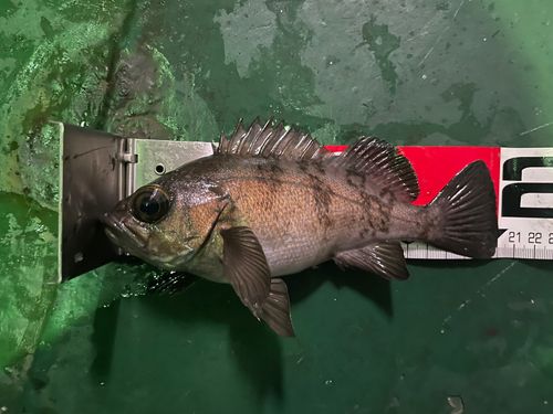メバルの釣果
