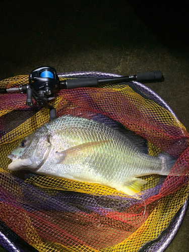 キビレの釣果