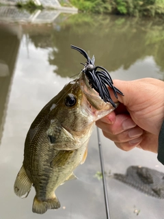 ラージマウスバスの釣果