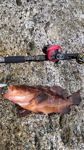 オオモンハタの釣果