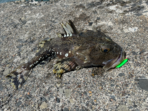 カジカの釣果