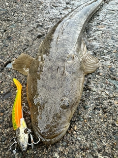 マゴチの釣果