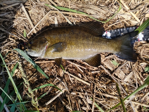 スモールマウスバスの釣果