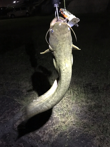 マナマズの釣果