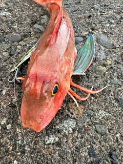 ホウボウの釣果