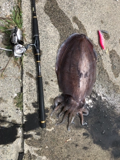 モンゴウイカの釣果