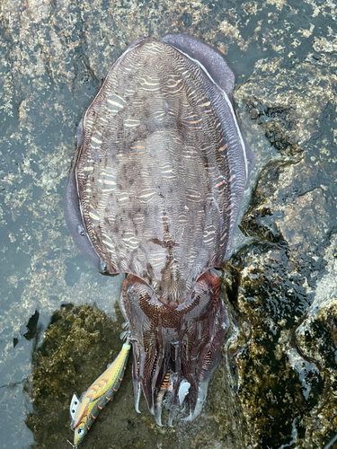 モンゴウイカの釣果