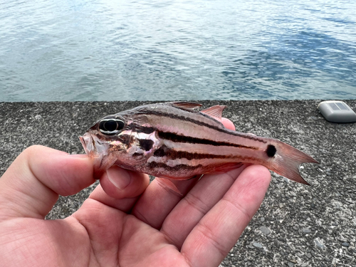 ネンブツダイの釣果