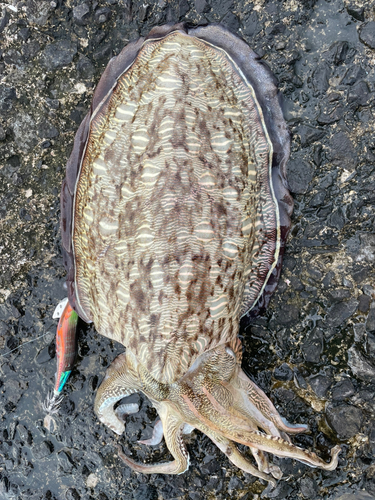 モンゴウイカの釣果