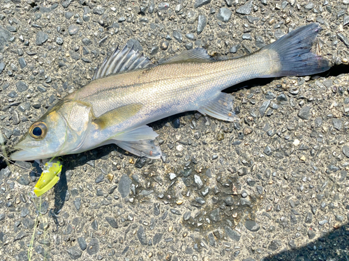 セイゴ（マルスズキ）の釣果