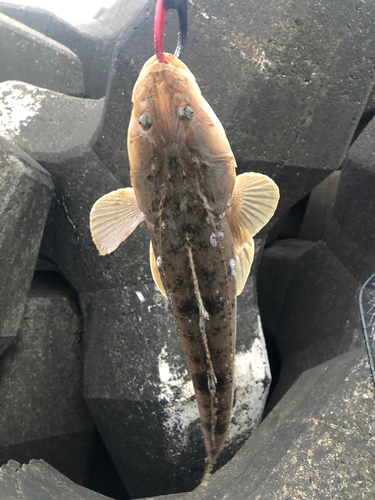 マゴチの釣果