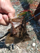 タケノコメバルの釣果