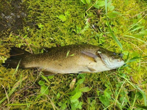 スモールマウスバスの釣果