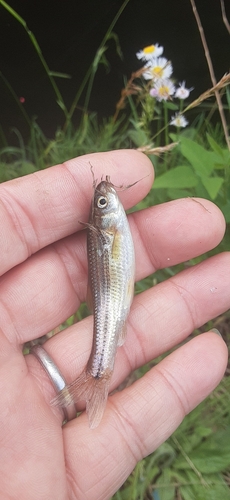 モロコの釣果