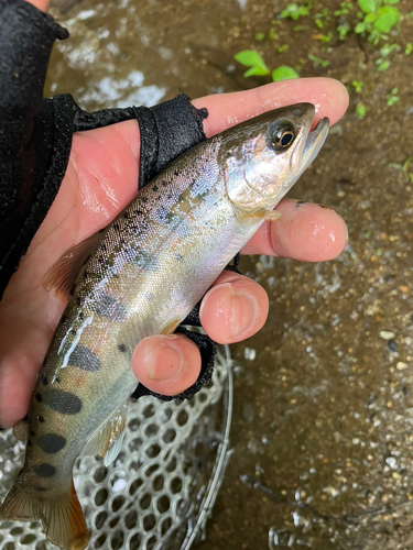 ヤマメの釣果