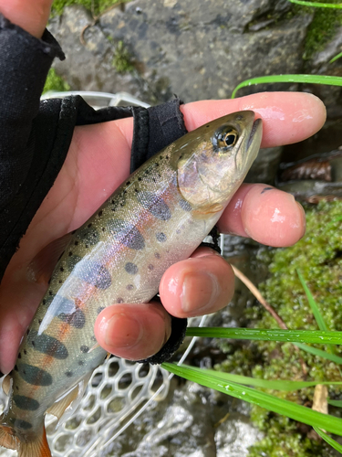 ヤマメの釣果