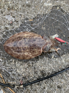 コウイカの釣果