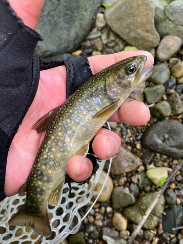 ヤマメの釣果