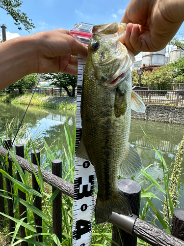 ラージマウスバスの釣果