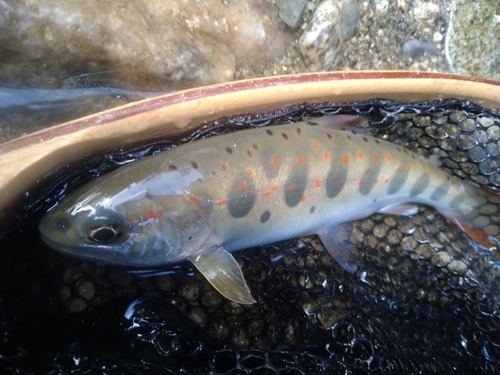 アマゴの釣果