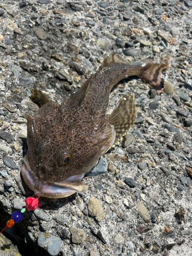 カジカの釣果