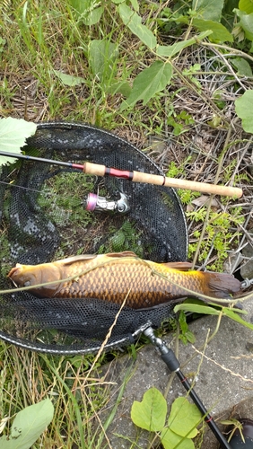 コイの釣果