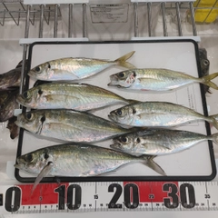 アジの釣果