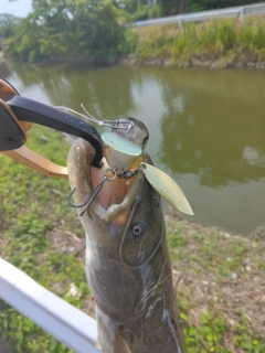 ナマズの釣果