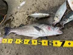 シーバスの釣果