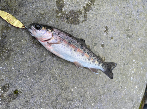 ニジマスの釣果