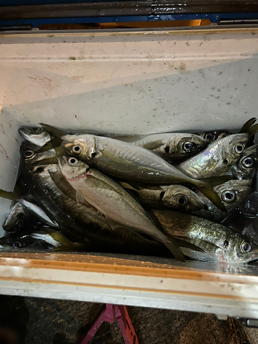 アジの釣果