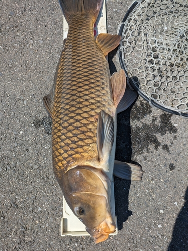 コイの釣果