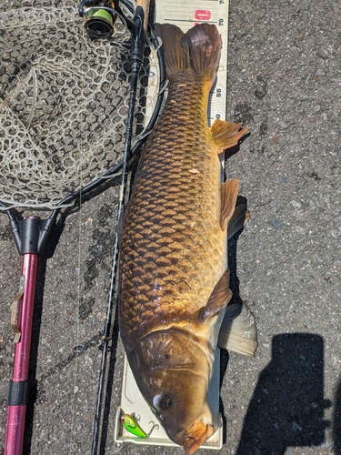 コイの釣果