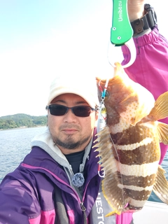 アオハタの釣果