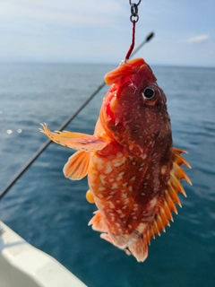 ウッカリカサゴの釣果