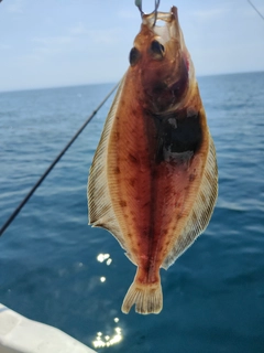 カレイの釣果