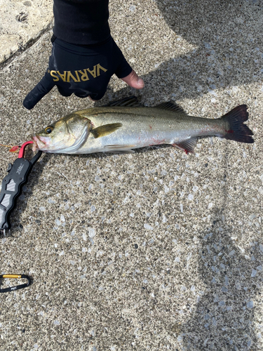 フッコ（マルスズキ）の釣果