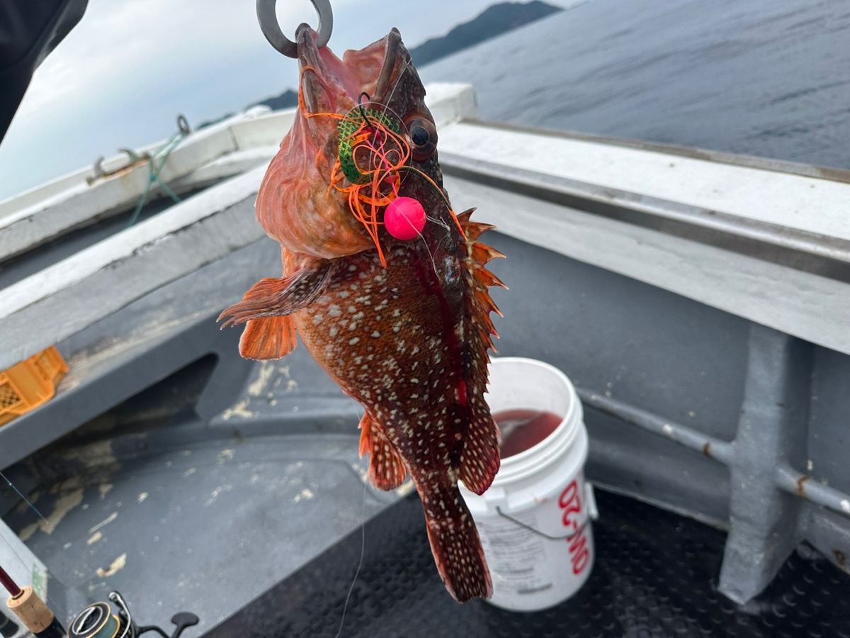 ClearBlue大好きさんの釣果 3枚目の画像