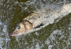 ニゴイの釣果