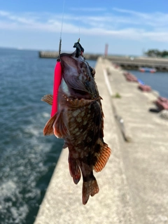 カサゴの釣果