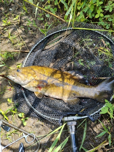 スモールマウスバスの釣果