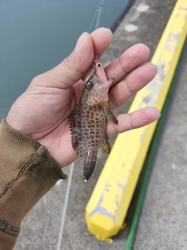 オオモンハタの釣果