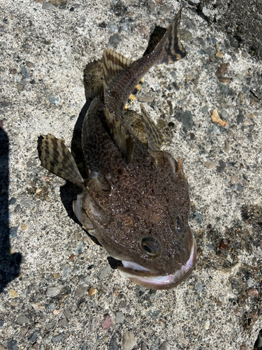 カジカの釣果