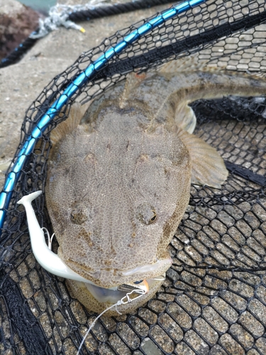 マゴチの釣果