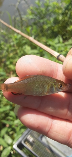 フナの釣果